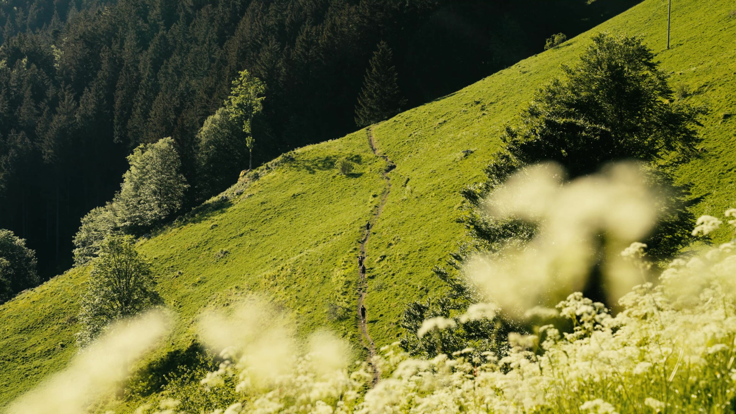 Black Forest Ultra Trail 2026 : cinq formats inaugurent un nouvel ultra en Forêt-Noire